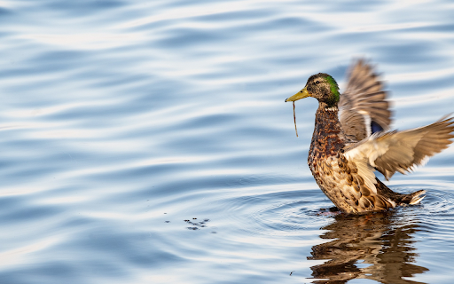 Duck and wings  from Chrome web store to be run with OffiDocs Chromium online