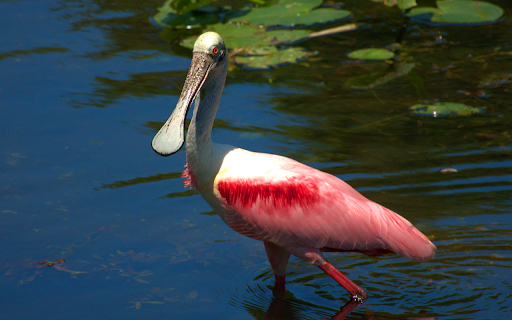 Duck billed bird  from Chrome web store to be run with OffiDocs Chromium online