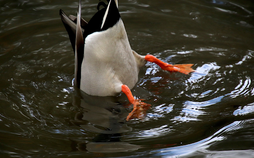 Duck hunting  from Chrome web store to be run with OffiDocs Chromium online