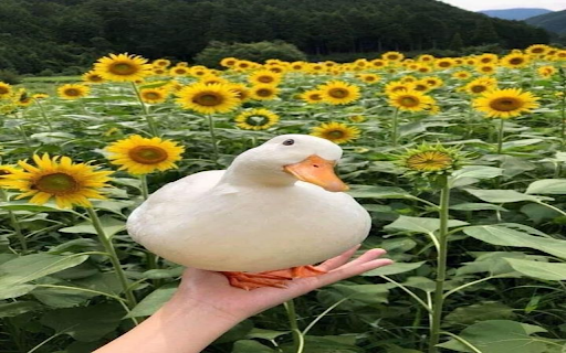 Duck in sunflower field wallpaper  from Chrome web store to be run with OffiDocs Chromium online