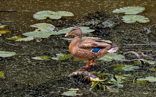 Duck in the middle of the pond  from Chrome web store to be run with OffiDocs Chromium online