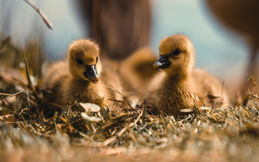 Ducklings  from Chrome web store to be run with OffiDocs Chromium online