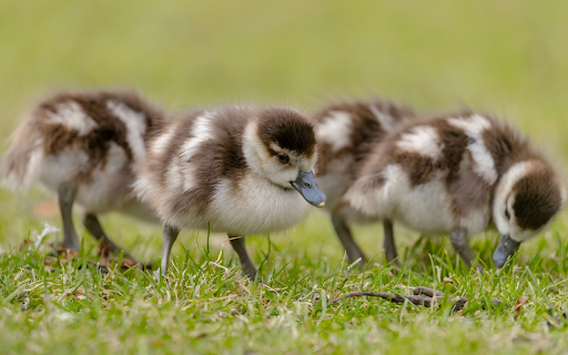 Ducklings Eating Grass  from Chrome web store to be run with OffiDocs Chromium online