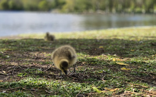 Ducklings on the river  from Chrome web store to be run with OffiDocs Chromium online