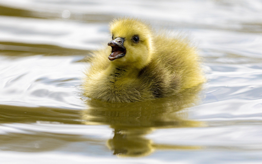 Duckling swimming  from Chrome web store to be run with OffiDocs Chromium online