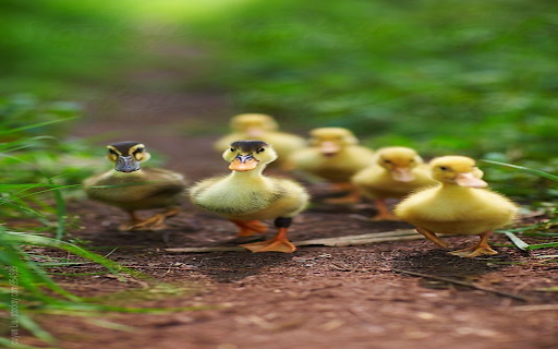 Duckling wallpaper  from Chrome web store to be run with OffiDocs Chromium online