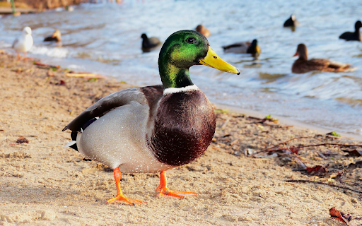 Duck on the beach  from Chrome web store to be run with OffiDocs Chromium online