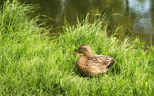 Duck on the green grass  from Chrome web store to be run with OffiDocs Chromium online