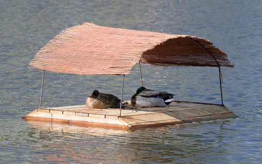 Duck Raft on the River  from Chrome web store to be run with OffiDocs Chromium online