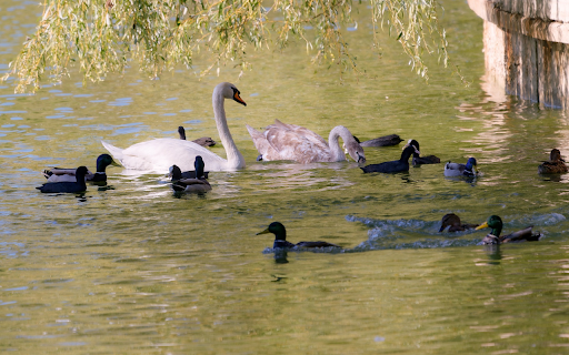 Ducks and swans  from Chrome web store to be run with OffiDocs Chromium online