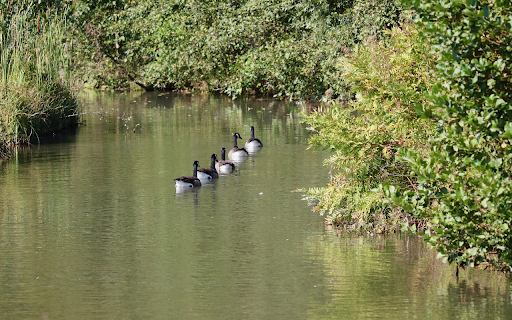 Ducks follow each other  from Chrome web store to be run with OffiDocs Chromium online