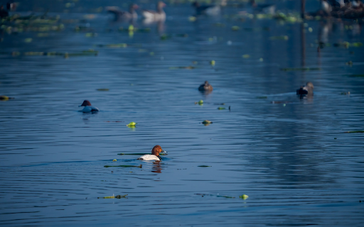 Ducks on the river  from Chrome web store to be run with OffiDocs Chromium online