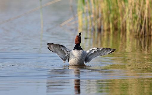 Duck Swimming in the Lake  from Chrome web store to be run with OffiDocs Chromium online