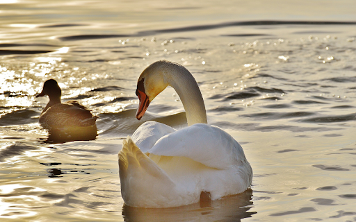 Duck turns into swan  from Chrome web store to be run with OffiDocs Chromium online