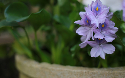 Duckweed drifted into the pot  from Chrome web store to be run with OffiDocs Chromium online