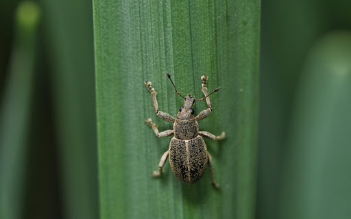 DUMP BEETLE Theme  from Chrome web store to be run with OffiDocs Chromium online