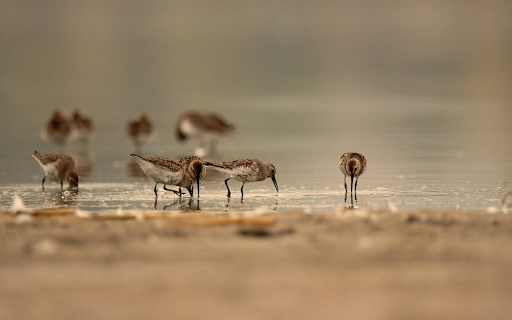 Dunlins Feeding at Dusk Shore  from Chrome web store to be run with OffiDocs Chromium online