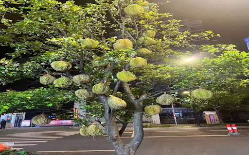 durian tree wallpaper full of fruit  from Chrome web store to be run with OffiDocs Chromium online