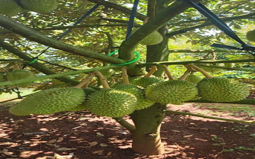 durian tree wallpaper with many fruits  from Chrome web store to be run with OffiDocs Chromium online