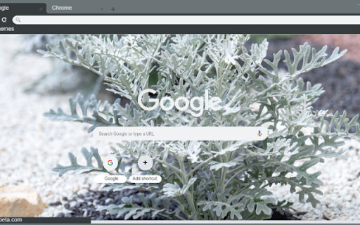 Dusty Miller  from Chrome web store to be run with OffiDocs Chromium online
