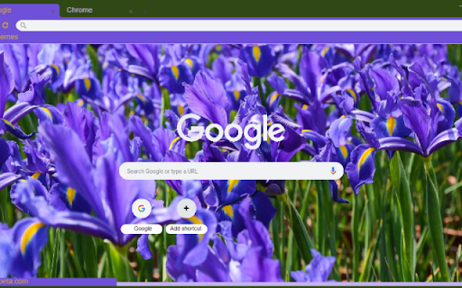Dutch Iris  from Chrome web store to be run with OffiDocs Chromium online