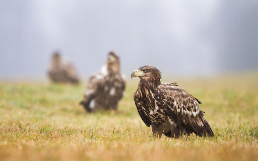 Eagles  from Chrome web store to be run with OffiDocs Chromium online