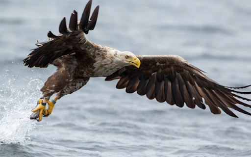 Eagle: The Majestic Ruler of the Skies  from Chrome web store to be run with OffiDocs Chromium online