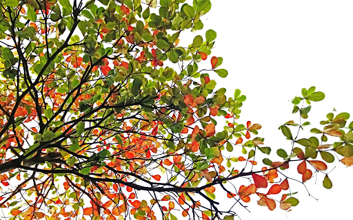 Eagletree  from Chrome web store to be run with OffiDocs Chromium online