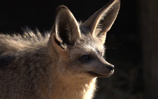 EARLY EAR Theme  from Chrome web store to be run with OffiDocs Chromium online