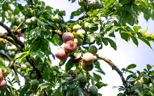 Early Season Plums  from Chrome web store to be run with OffiDocs Chromium online