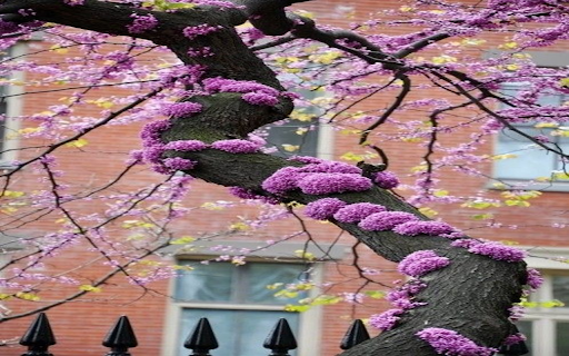 Eastern Redbud flower wallpaper  from Chrome web store to be run with OffiDocs Chromium online