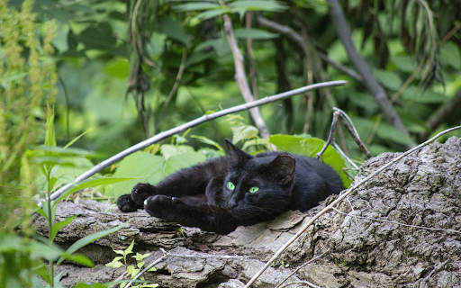 Ebony cat basking in the sun  from Chrome web store to be run with OffiDocs Chromium online