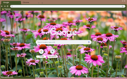 Echinacea Purpurea  from Chrome web store to be run with OffiDocs Chromium online