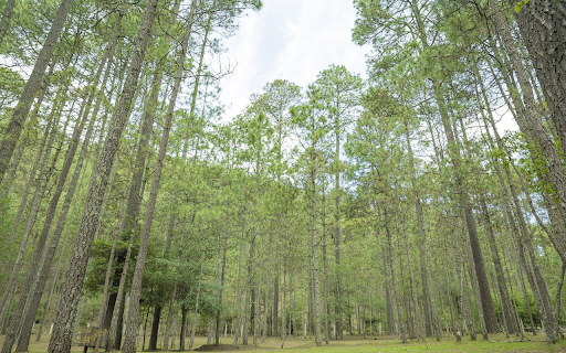 Ecological forest  from Chrome web store to be run with OffiDocs Chromium online