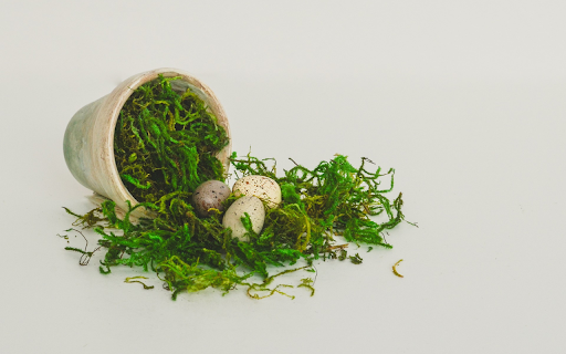 Eggs and moss  from Chrome web store to be run with OffiDocs Chromium online