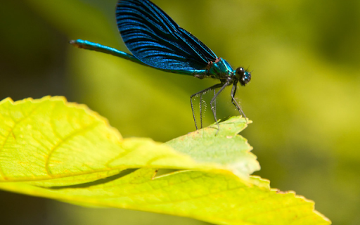 Electric Blue Dragonfly  from Chrome web store to be run with OffiDocs Chromium online