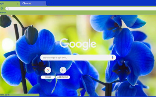 Electric Blue Orchid Close up  from Chrome web store to be run with OffiDocs Chromium online