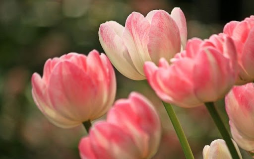 Elegant Bicolor Tulips  from Chrome web store to be run with OffiDocs Chromium online