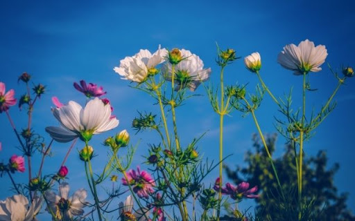 Elegant Cosmos Against Azure  from Chrome web store to be run with OffiDocs Chromium online