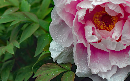 Elegant Peony  from Chrome web store to be run with OffiDocs Chromium online