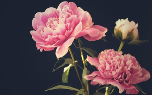Elegant Peony Blooms Against Dark Backdrop  from Chrome web store to be run with OffiDocs Chromium online