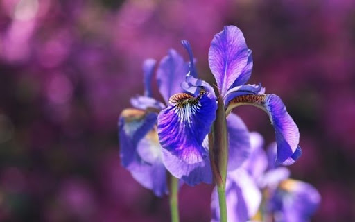 Elegant Violet Iris Blooms  from Chrome web store to be run with OffiDocs Chromium online