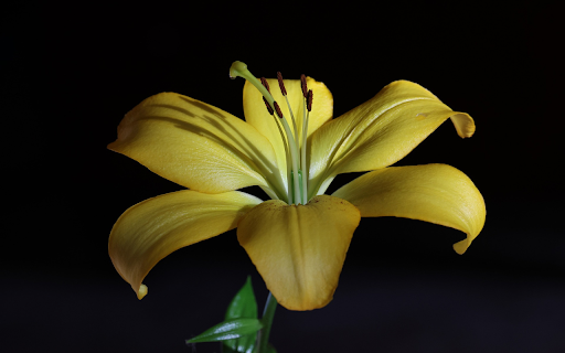 Elegant yellow lilies  from Chrome web store to be run with OffiDocs Chromium online