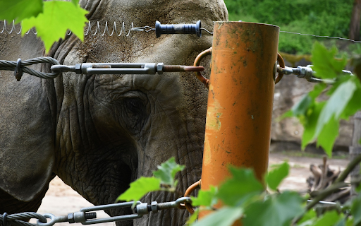 Elephant and fence  from Chrome web store to be run with OffiDocs Chromium online