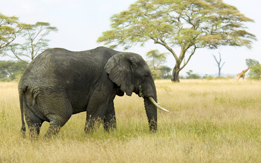 Elephant and Giraffe in the Savanna  from Chrome web store to be run with OffiDocs Chromium online