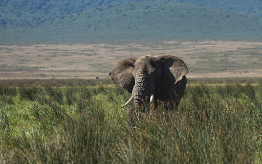 Elephant and tusk  from Chrome web store to be run with OffiDocs Chromium online