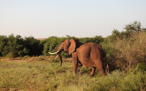 Elephant and White Tusk  from Chrome web store to be run with OffiDocs Chromium online