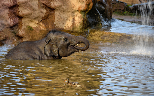 Elephant bathing in stream  from Chrome web store to be run with OffiDocs Chromium online