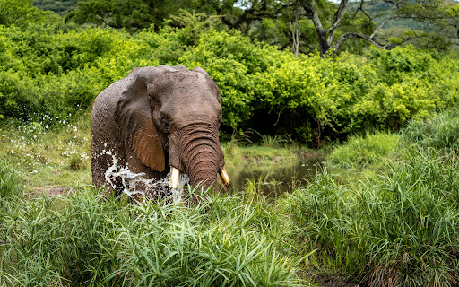Elephant by the lake  from Chrome web store to be run with OffiDocs Chromium online