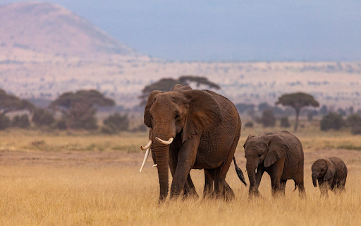 Elephant family  from Chrome web store to be run with OffiDocs Chromium online